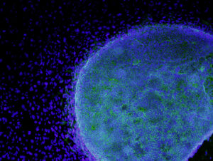 Cell - Photo by flickr.com user Science 3.0