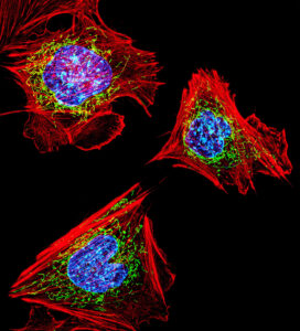 Cells Courtesy flickr.com/D. Burnette, J. Lippincott-Schwartz/NICHD