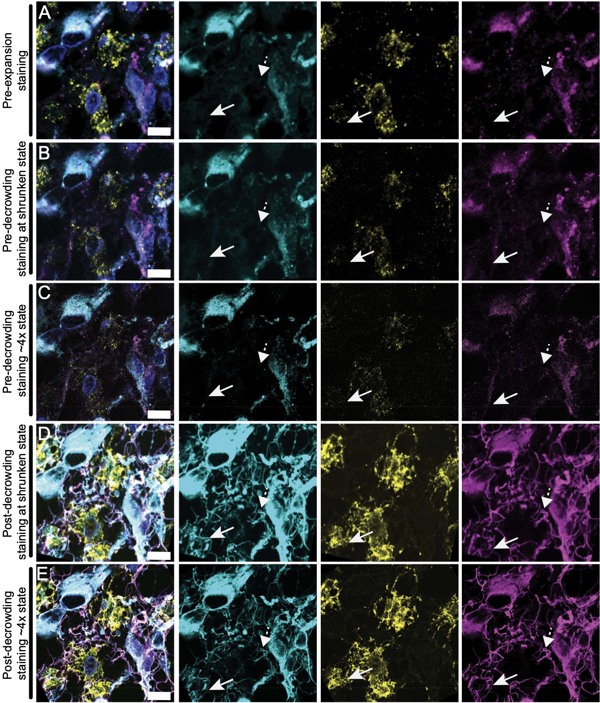 Molecular Expansion Set - Carbon, Nitrogen & Oxygen Atoms For Chemistry Model Building