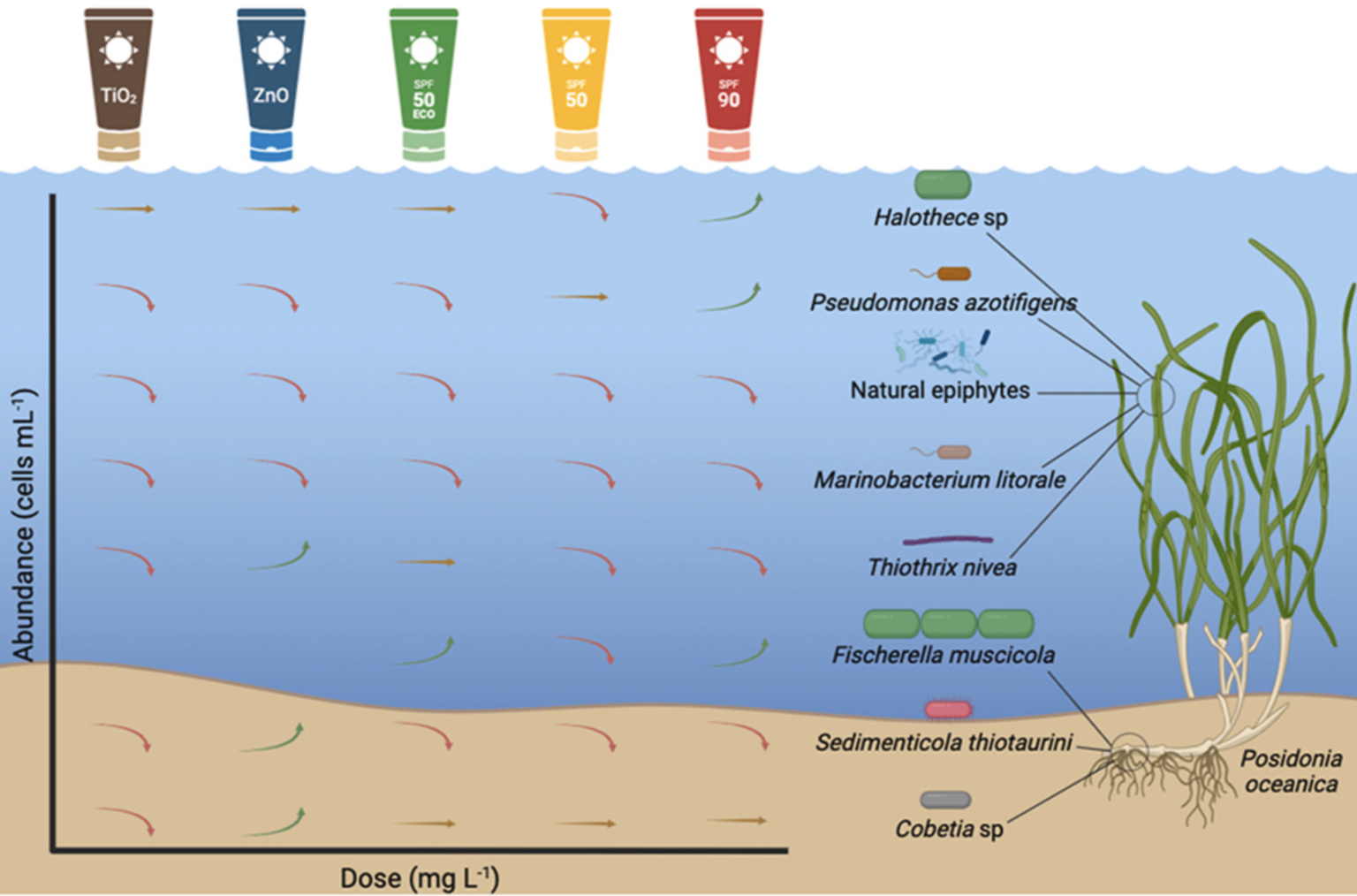 Sunshine, Sea, and Sunscreen: How ‘Eco-Friendly’ Choices Affect Marine Life