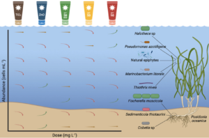 Sunscreen From Fishbones Process Sunshine, Sea, and Sunscreen: How ‘Eco-Friendly’ Choices Affect Marine Life