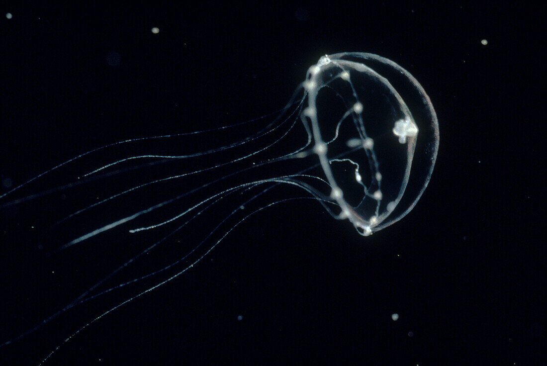 Floating Systems: Jellyfish and Evolving Nervous Systems