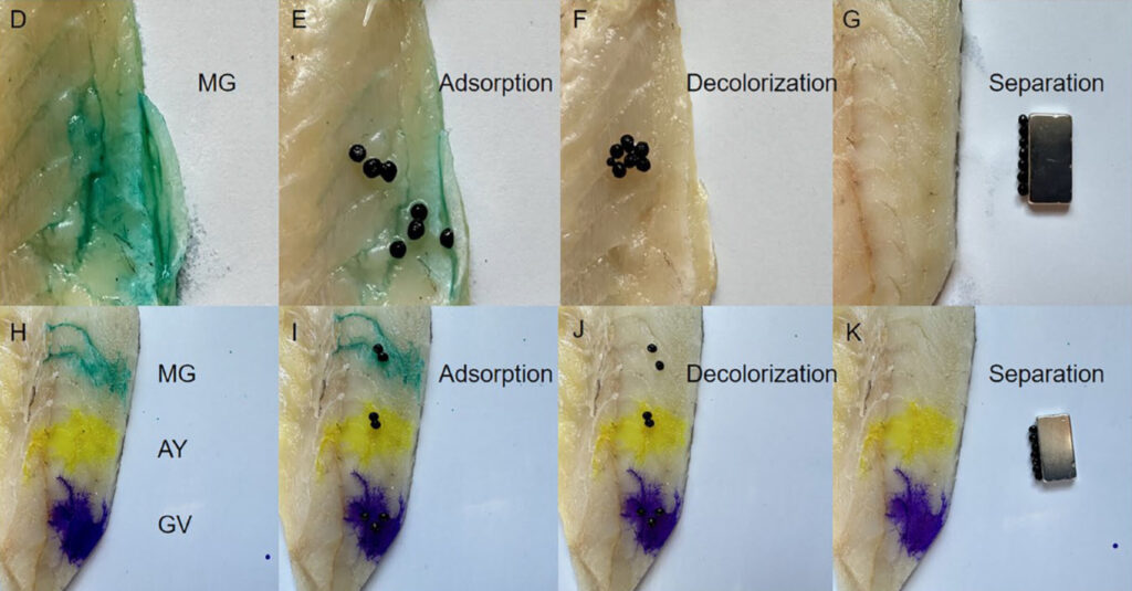 MMOF hydrogels placed on fish tissue with MG and other dyes on the surface. The hydrogels fully remove the MG dye.