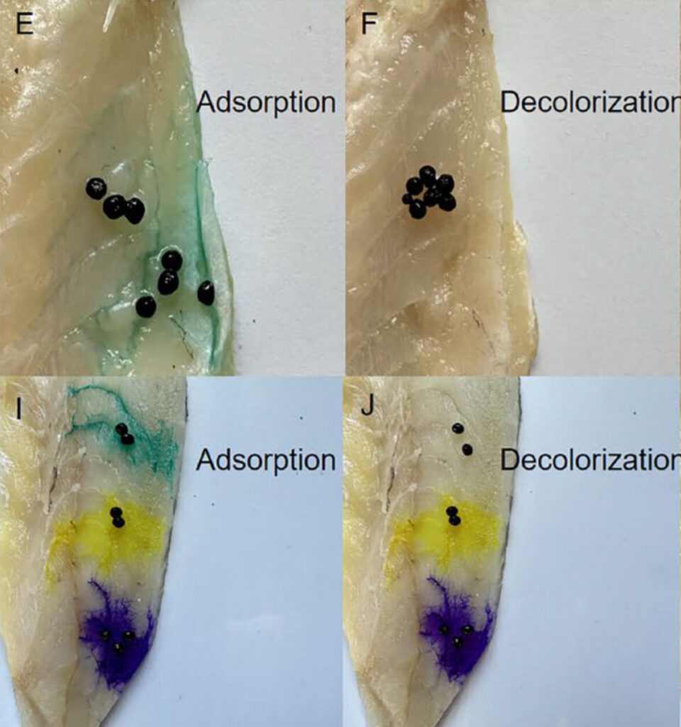 MMOF hydrogels placed on fish tissue with MG and other dyes on the surface. The hydrogels fully remove the MG dye.