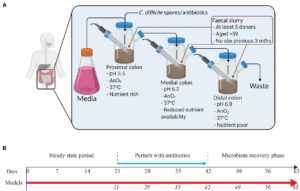 Diagram depicting the experimental gut model setup.