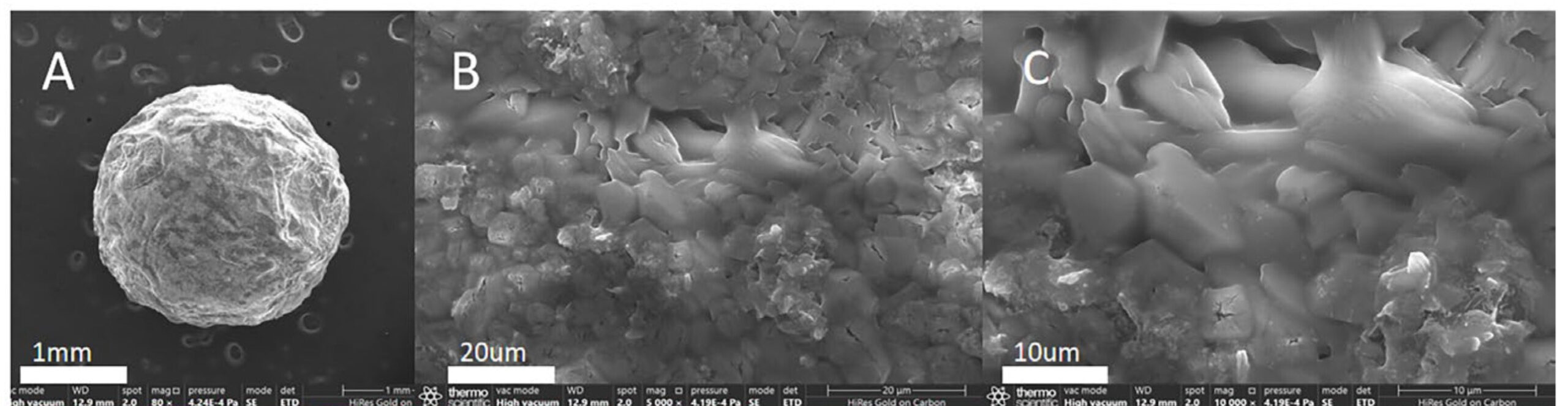 Scanning electron microscopy of the MMOF hydrogel. The surface grooves and external and internal porous structure are visible.