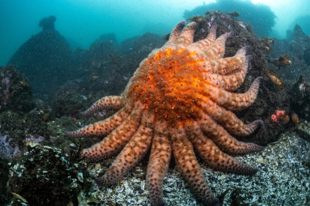 Photo of a sunflower sea star (Pycnopodia helianthoides) in a kelp forest. (Mazza, Marco. The Independent, June 21, 2024.)
