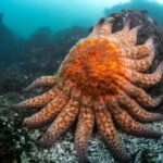 Photo of a sunflower sea star (Pycnopodia helianthoides) in a kelp forest. (Mazza, Marco. The Independent, June 21, 2024.)