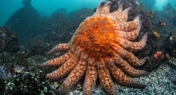 Photo of a sunflower sea star (Pycnopodia helianthoides) in a kelp forest. (Mazza, Marco. The Independent, June 21, 2024.)