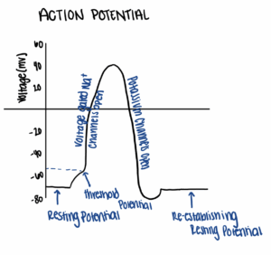 A graph showing the action potential curve and the molecular mechanisms which occur at different stages.