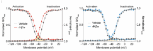 An image with two graphs showing the activation and inactivation effects of the two scorpion venom peptides.