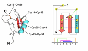 An image showing the three dimensional protein structure of the peptide including showing two dimensional representation of the disulfide bridges.