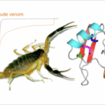 an image showing a scorpion next to the three dimensional structure of a scorpion peptide and a venom graph