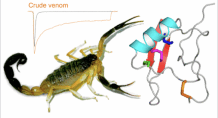 an image showing a scorpion next to the three dimensional structure of a scorpion peptide and a venom graph