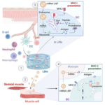 Diagram showing LiNx mechanism. It's delivered into the body, transfects non-APCs, enters an APC and is processed and presented through MHC1 or MHC2 pathways
