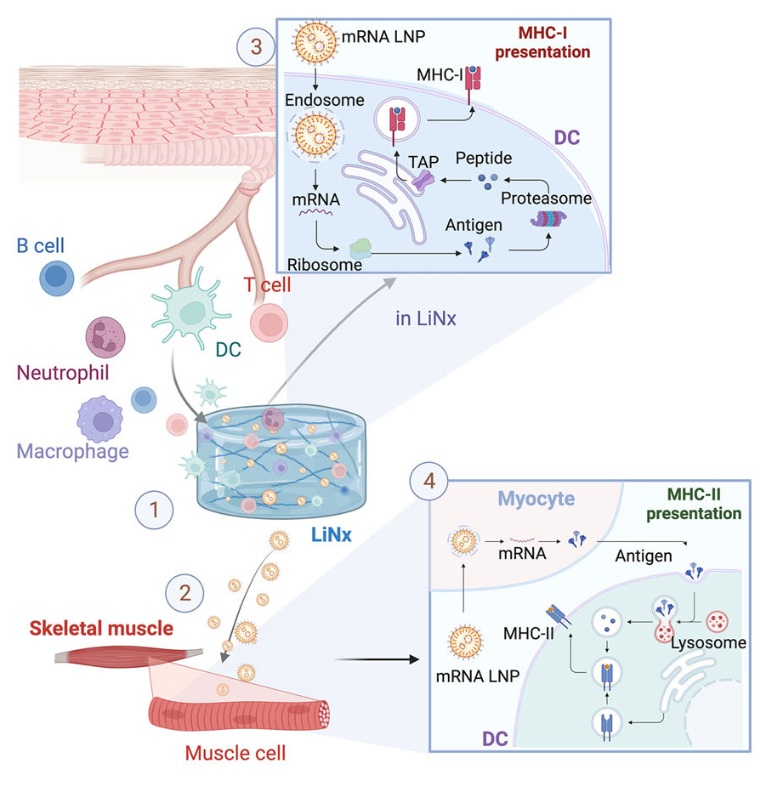 Diagram showing LiNx mechanism. It's delivered into the body, transfects non-APCs, enters an APC and is processed and presented through MHC1 or MHC2 pathways