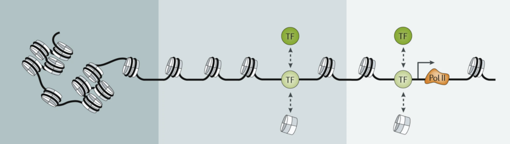 A diagram depicting chromatin accessibility from various stages, to closed, permissive, and open domains.