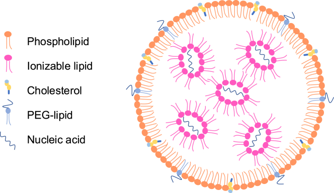 Figure showing the composition of LNPs. Phospholipid bilayer with cholesterol surrounds the LNP, which contains nucleic acid encapsulated within ionizable lipids