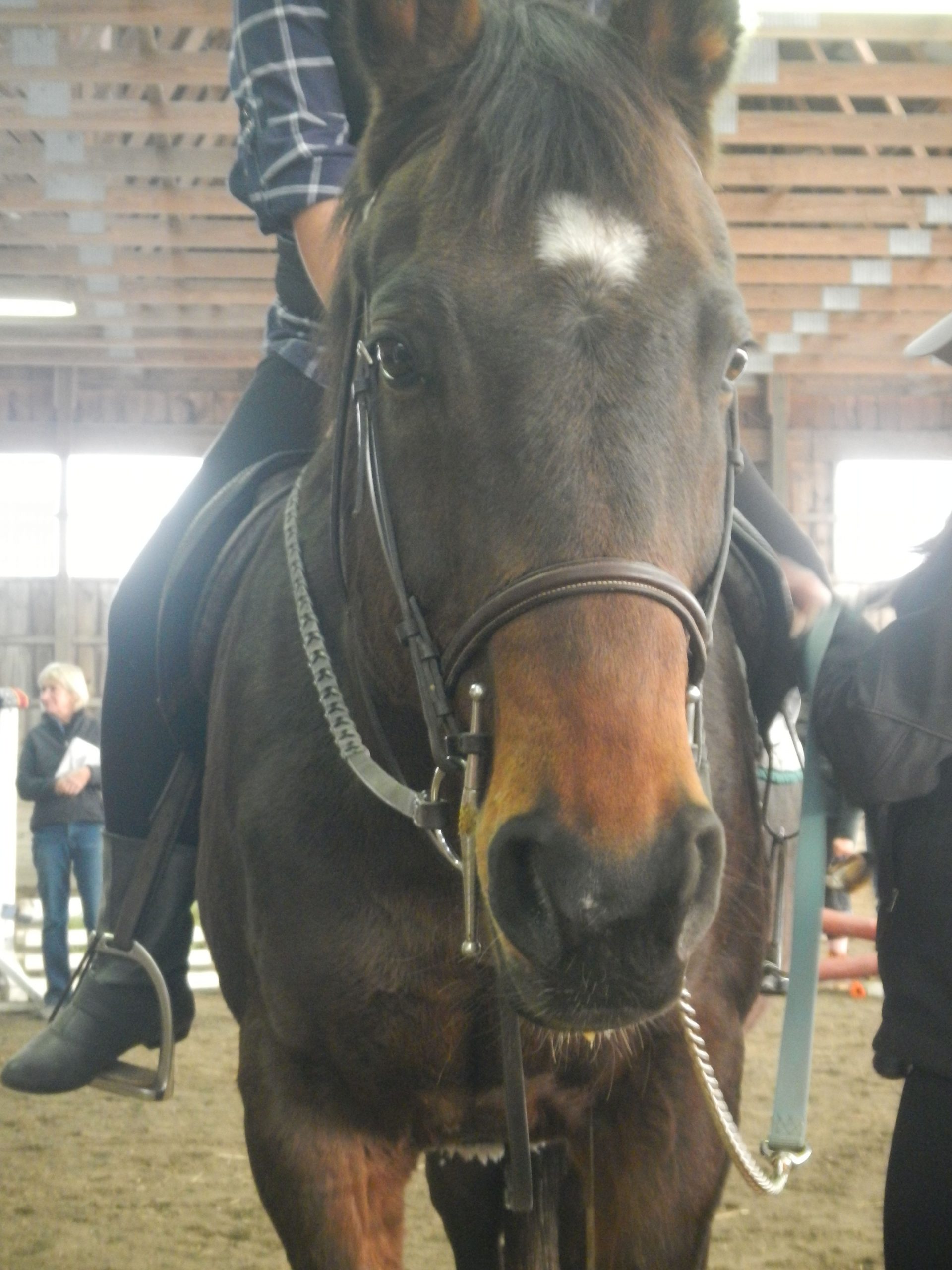 fall2012 163 Copy Copy Bowdoin College Equestrian Team